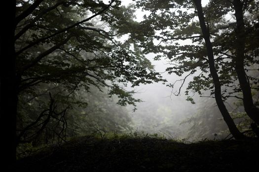 A passage in a misty forest at dawn. Mount Taburno, Campania, Italy