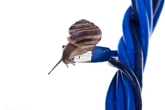 Snails moving on twisted lan cables