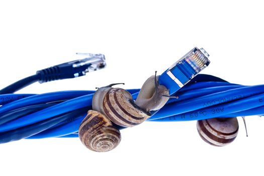 Snails moving on twisted lan cables