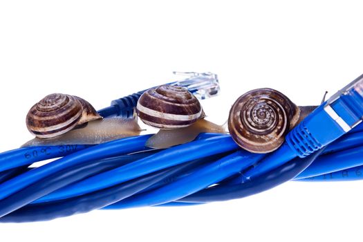 Snails moving on twisted lan cables