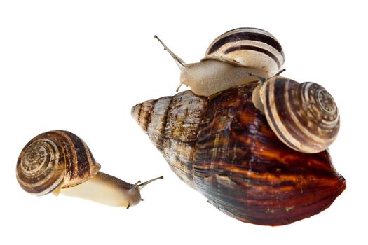 three small snails crawling on a much bigger snail
