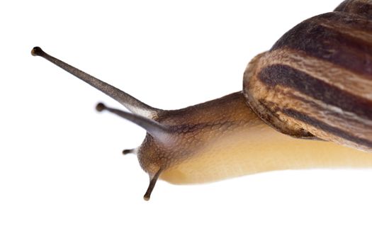 Extreme macro of a common land snail