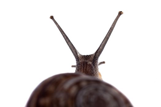 Extreme macro of a common land snail