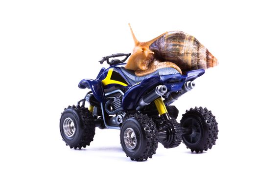 A snail riding a toy quad model