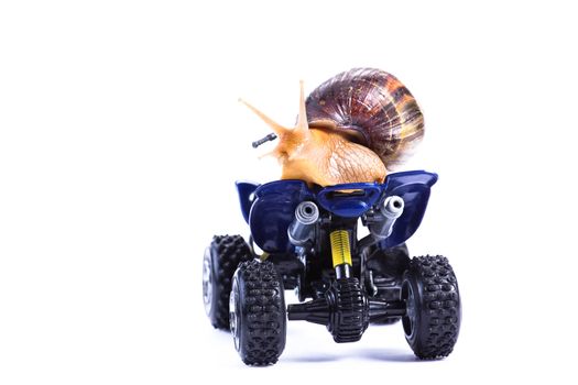 A snail riding a toy quad model looking back