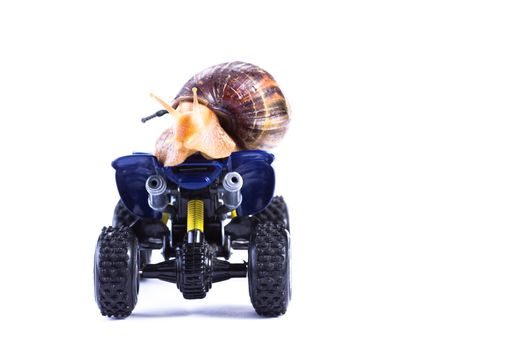 A snail riding a toy quad model looking back and looking back