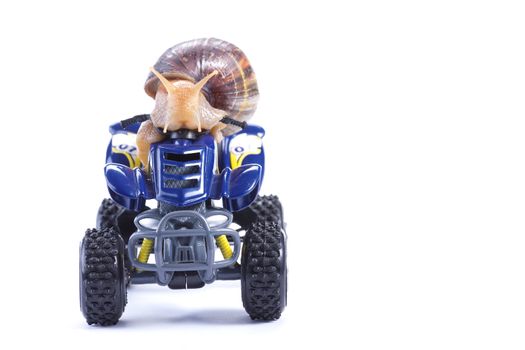 A snail looking at the camera riding a toy quad model