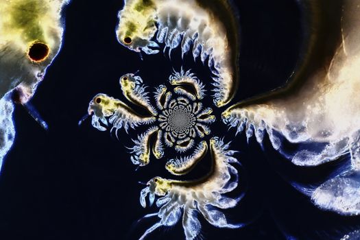 Micro photo of Artemia Salina