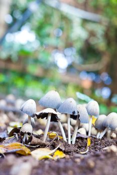 A group of mushrooms growing on the ground