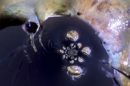 Microscope Photography of a Daphnia