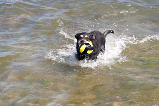 Bathing Dog in the Baltic Sea