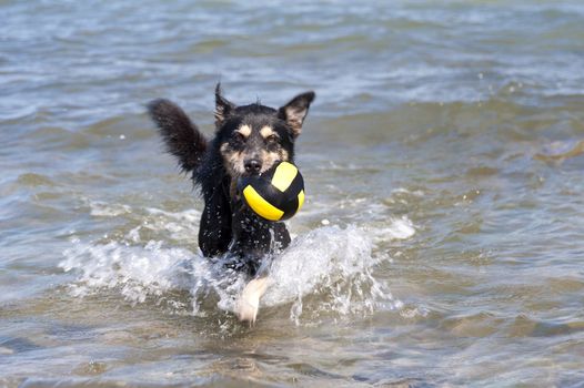 Bathing Dog in the Baltic Sea