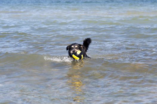 Bathing Dog in the Baltic Sea