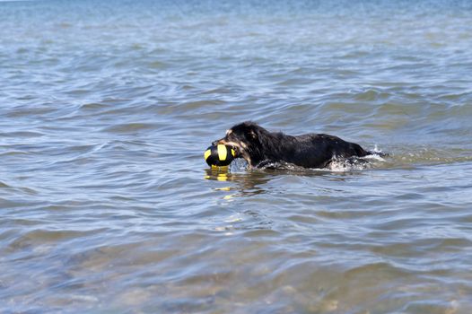 Bathing Dog in the Baltic Sea