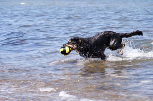 Bathing Dog in the Baltic Sea