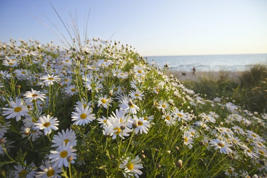 Seaside Spring flowers at the beach