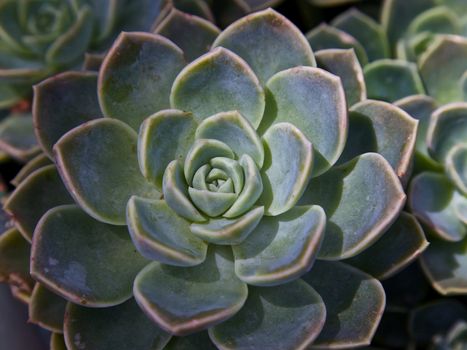 Succulent background, gardening