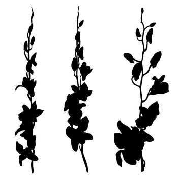 Orchids silhouettes isolated on white