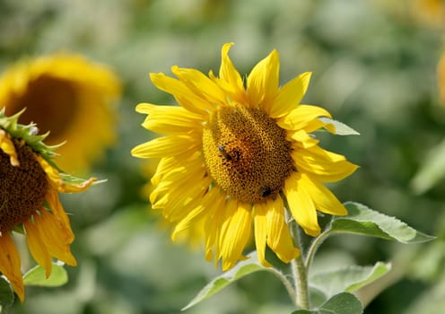 view on a field of sunflowers Close to