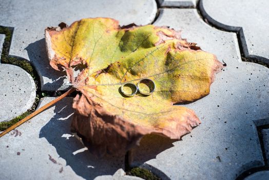 Wedding rings on big leaf with autumn colours