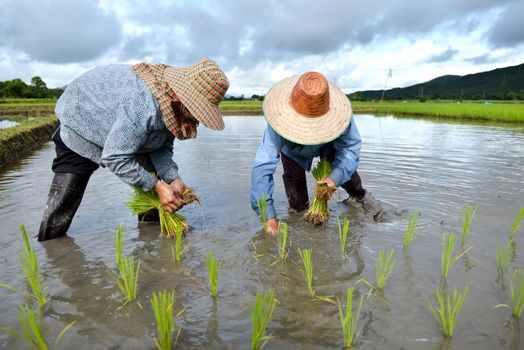 thailand farmer work in a rice plantation