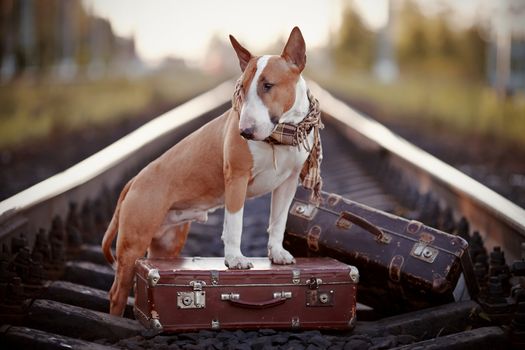 The bull terrier looks for the house. The dog waits for the owner. The lost dog. Bull terrier on the road. Dog on rails. Dog with suitcases.