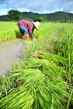 thailand farmer work in a rice plantation