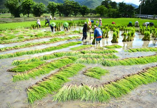 thailand farmer work in a rice plantation