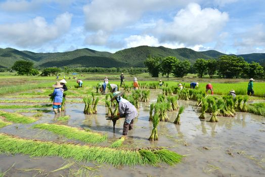 thailand farmer work in a rice plantation