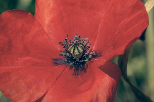 Picture of poppy in a field in daylight