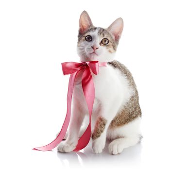 Kitten with a bow. The kitten with a pink tape. Multi-colored small kitten. Kitten on a white background. Small predator. Small cat.