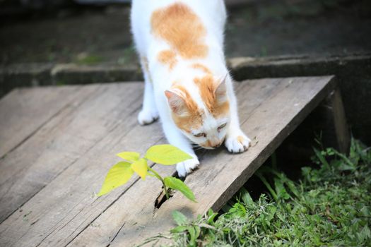 My cat sharping its nail and walk on the wooden bridge to see what i'm doing.