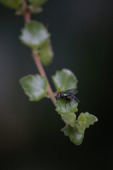 It's a siam ornamental climbing name's Soisangwan. A fly may love it.