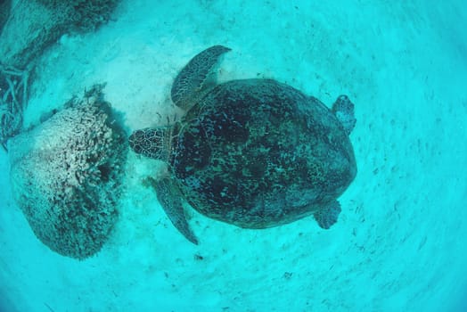Sea Turtle from top view underwater with blue ocean, Sipadan, Malaysia