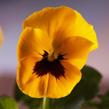 Yellow violet in close up, gray background