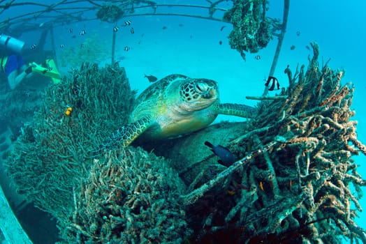 Sea Turtle on coral reef underwater with blue ocean, Sipadan, Malaysia