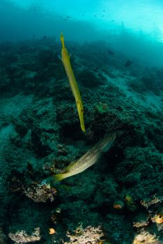 trumpetfish from the reefs of the Mabul ocean, Sipadan, Malaysia