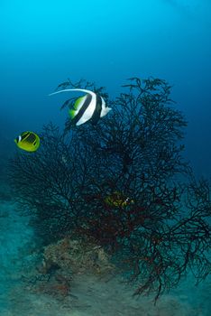 Longfin bannerfish in the tropical waters of Sipadan, Malaysia