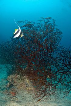 Longfin bannerfish in the tropical waters of Sipadan, Malaysia