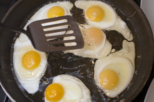 Cooking fried eggs with a close up view from above of a batch of partially cooked fried eggs sizzling in a frying pan over the heat