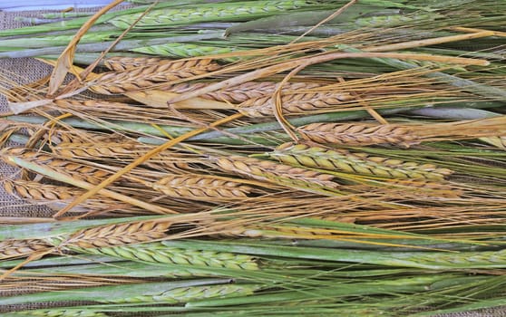 Ripe and green wheat as background                               