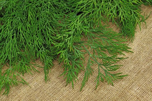 Green dill on the rough fabric as the background                               