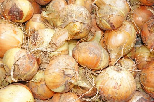 Onions just dug out of the ground close-up                                  