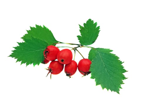 Hawthorn berries on a branch isolated on white                               