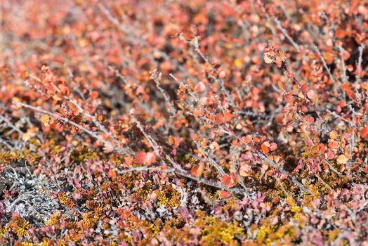 Betula nana, dwarf birch in Greenland in autumn with red leaves 