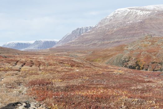 Arctic landscape in Greenland on Disko Island in summer