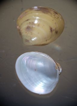 Shells of an arctic bivalve showing the inner and outer surface, from the waters around Disko Island in Greenland