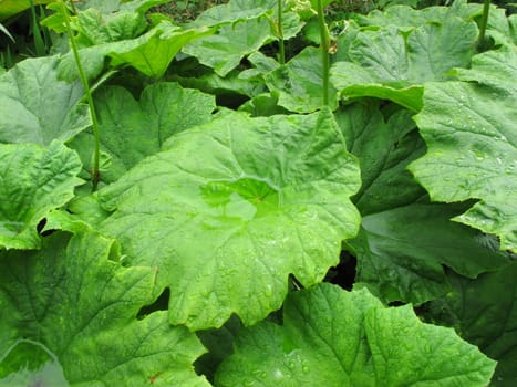 Gunnera