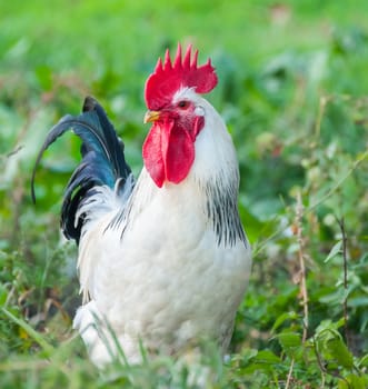 Beautiful Rooster on nature background 