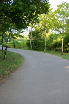 Curve of country asphalt road between green tree in forest.